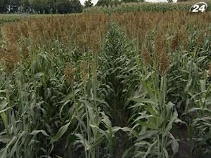 Якісне насіння - високий результат Якісне насіння - високий результат