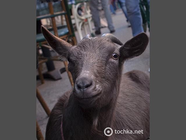 Бутик на Манхэттене посетила коза Какао