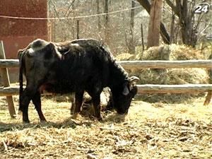 Відновлювати поголів’я карпатських буйволів взявся німець Відновлювати поголів’я карпатських буйволів взявся німець