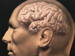 Вчені з'ясували, де в головному мозку розум