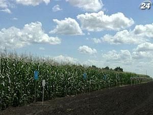 Украинская кукуруза пробилась на крупнейший в мире рынок - китайский Украинская кукуруза пробилась на крупнейший в мире рынок - китайский