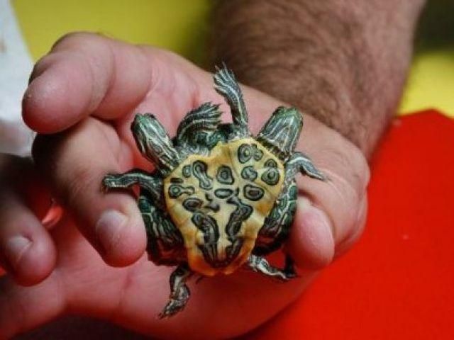 У США чоловік зібрав колекцію двоголових тварин У США чоловік зібрав колекцію двоголових тварин