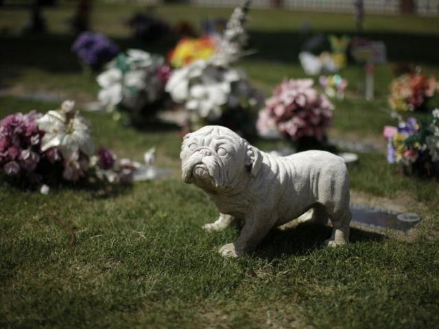 У США популярні цвинтарі для тварин