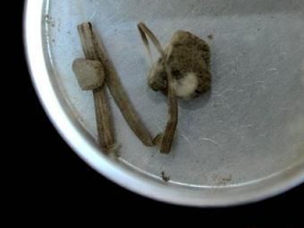 Землю с места убийства Ганди продали за 12 тысяч евро Землю с места убийства Ганди продали за 12 тысяч евро