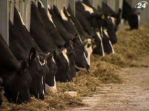 Скота стало меньше, поголовье птицы растет Скота стало меньше, поголовье птицы растет