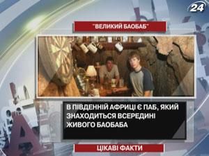 В Южной Африке есть паб, расположенный внутри живого баобаба