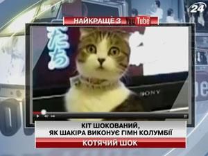 Кот в шоке от того, как Шакира исполняет гимн Колумбии