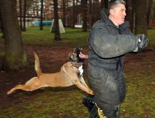 Київських листонош вчать оборонятися від собак Київських листонош вчать оборонятися від собак