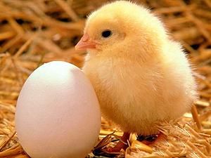 На Шри-Ланке курица "появилась раньше яйца"