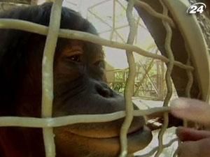 В зоопарку Маямі орангутанги спілкуються з допомогою iPad В зоопарку Маямі орангутанги спілкуються з допомогою iPad