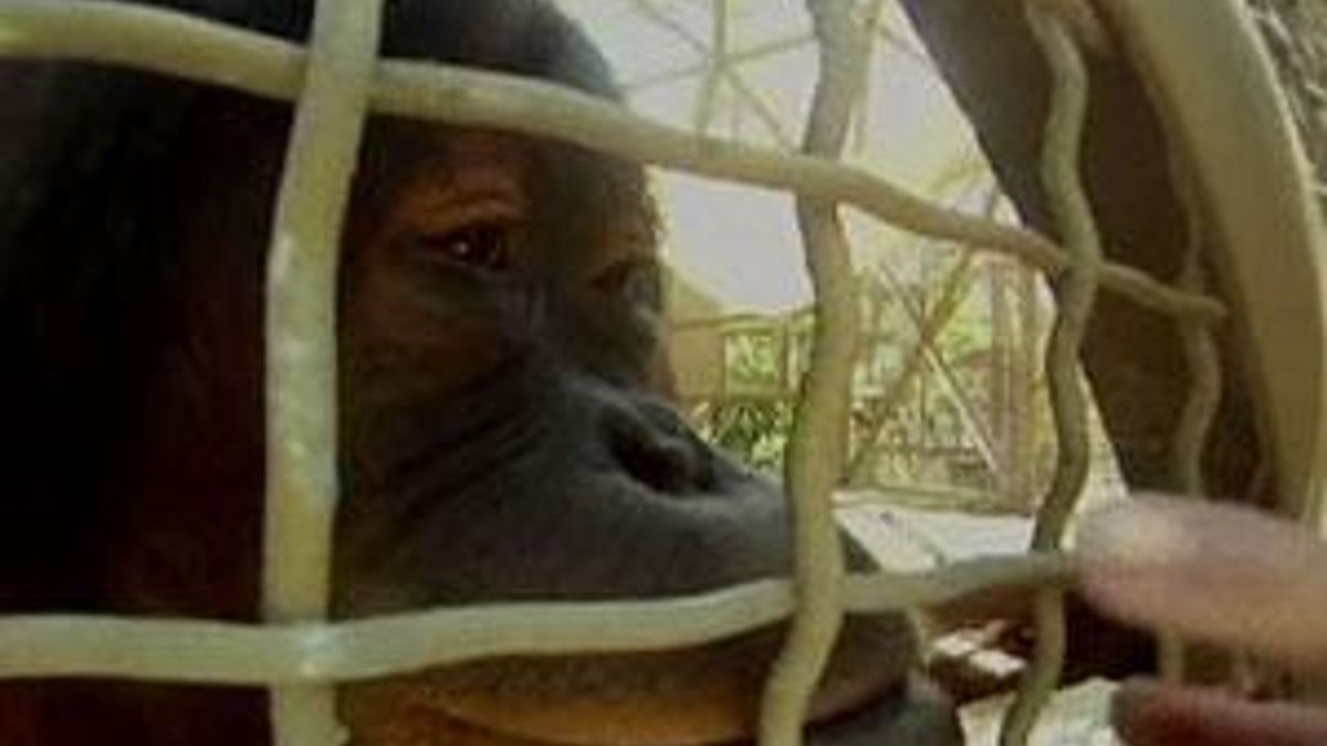 В зоопарке Майами орангутанги общаются с помощью iPad
