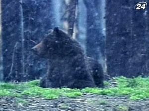 Парк Еллоустоун - уголок нетронутой природы Парк Еллоустоун - уголок нетронутой природы