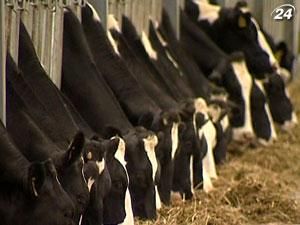 Спасти качество украинского молока помогут молочные кооперативы Спасти качество украинского молока помогут молочные кооперативы