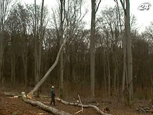 На внедрение электронной системы учета древесины нужно 30 млн грн. На внедрение электронной системы учета древесины нужно 30 млн грн.