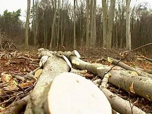 Спрос на древесину постепенно снижается Спрос на древесину постепенно снижается