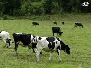 В США впервые за 6 лет обнаружили случай бешенства коровы