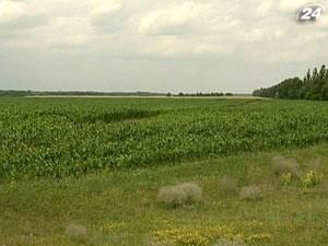 В уряді затягли з оплатою аграріям форвардів В уряді затягли з оплатою аграріям форвардів