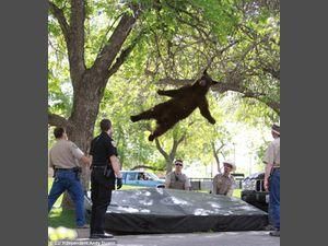 У Колорадо ведмідь пострибав на батуті