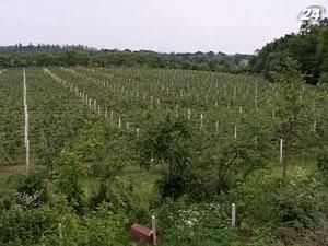 Из-за неблагоприятной погоды в Украине погибла пятая часть озимых Из-за неблагоприятной погоды в Украине погибла пятая часть озимых