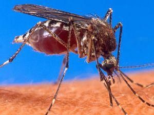 Швецька влада наказала знищувати комарів з вертольотів