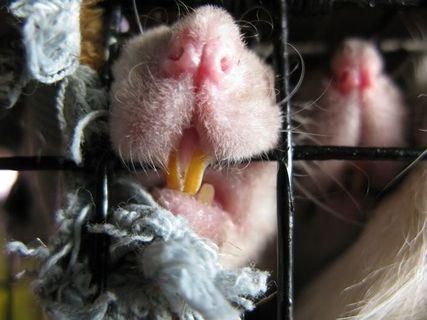 Британские ученые признали крыс самыми кусачими грызунами Британские ученые признали крыс самыми кусачими грызунами