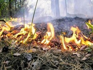 На Луганщине сгорел депутат Партии регионов
