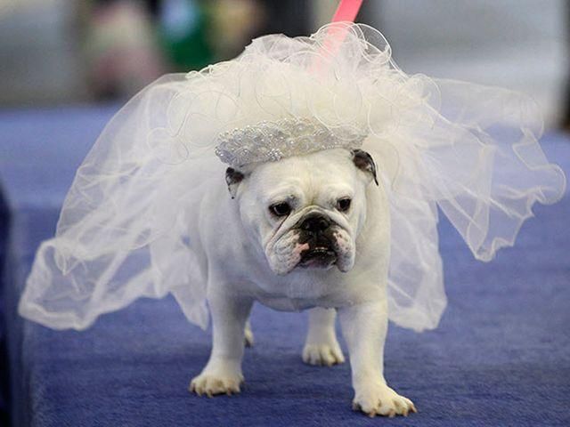 У США бульдоги позмагались у красі (Фото) У США бульдоги позмагались у красі (Фото)