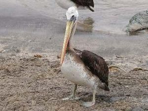 На побережье Перу по неизвестным причинам погибли более тысячи пеликанов