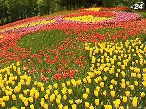 У столиці на Співочому полі висадили 300 тисяч тюльпанів