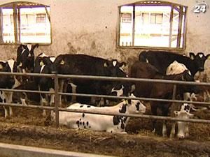 Правительство определило господдержку за содержание молодняка крупного рогатого скота