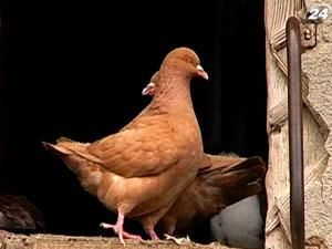 На Закарпатье голубей разводят вместо кур На Закарпатье голубей разводят вместо кур