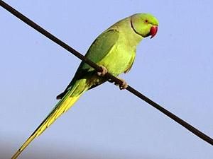 Папуга у Токіо назвав свою адресу поліцейським і повернувся додому Папуга у Токіо назвав свою адресу поліцейським і повернувся додому