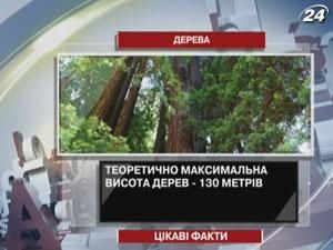 Интересные факты о высоте деревьев Интересные факты о высоте деревьев