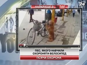 Хазяїн навчив свого пса охороняти велосипед 