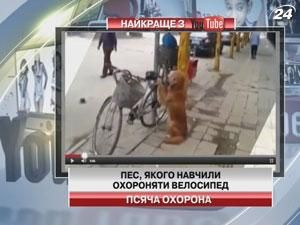 Хозяин научил своего пса охранять велосипед