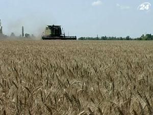 ООН прогнозує різке зниження виробництва пшениці