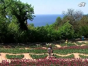 Из-за жары в Крыму раньше срока отцвело тюльпановое поле