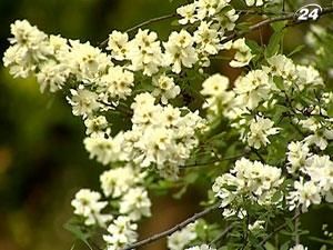 Через спеку в столиці одночасно зацвіли всі рослини Через спеку в столиці одночасно зацвіли всі рослини