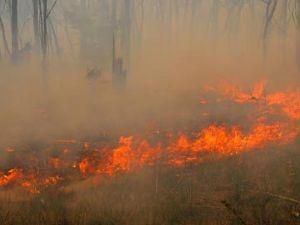 На Сибірській території горить близько 11 тисяч гектарів лісу На Сибірській території горить близько 11 тисяч гектарів лісу