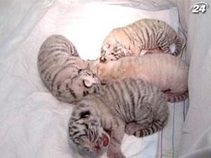 В Ялтинском зоопарке "Сказка" известная украинская хищница-альбинос Тигрюля родила 4-х детенышей В Ялтинском зоопарке "Сказка" известная украинская хищница-альбинос Тигрюля родила 4-х детенышей