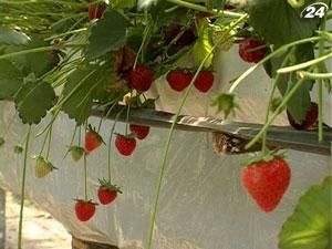 Рентабельність вирощування ранньої полуниці - понад 300%