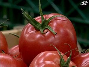 АПК-Информ: Цены на томаты снизятся