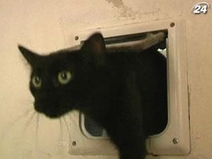 В Вене открылась кофейня для кошек В Вене открылась кофейня для кошек