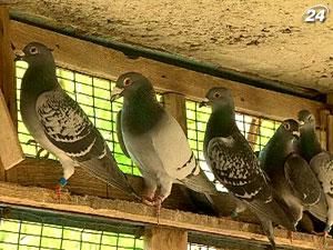 В честь Евро-2012 крымчанин планирует выпустить в небо 500 голубей В честь Евро-2012 крымчанин планирует выпустить в небо 500 голубей