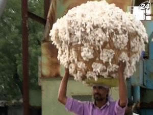 Цены на хлопок снизились до минимума за 21 месяц Цены на хлопок снизились до минимума за 21 месяц