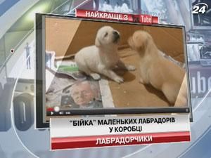 "Драка" маленьких лабрадоров в коробке