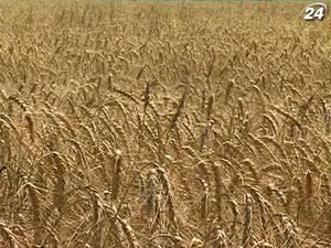 Ціни на пшеницю на Чиказькій біржі впали нижче 2-річного мінімуму