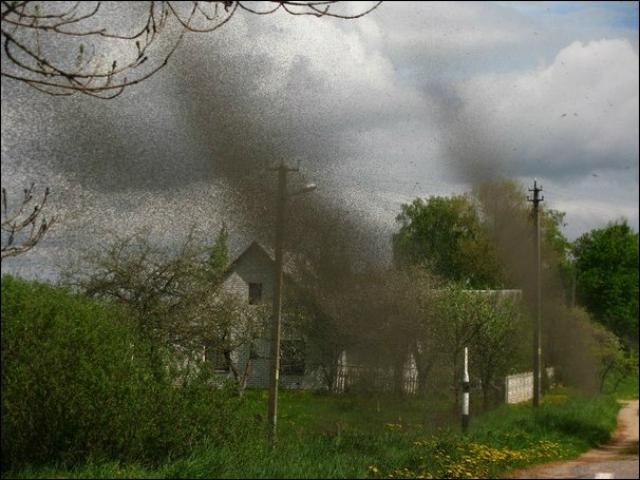 Білорусь атакували велетенські хмари комарів