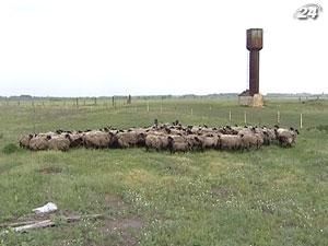 Ученые принялись за восстановление популяризации овец