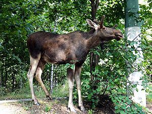 В отделение полиции в Москве пришел лось В отделение полиции в Москве пришел лось